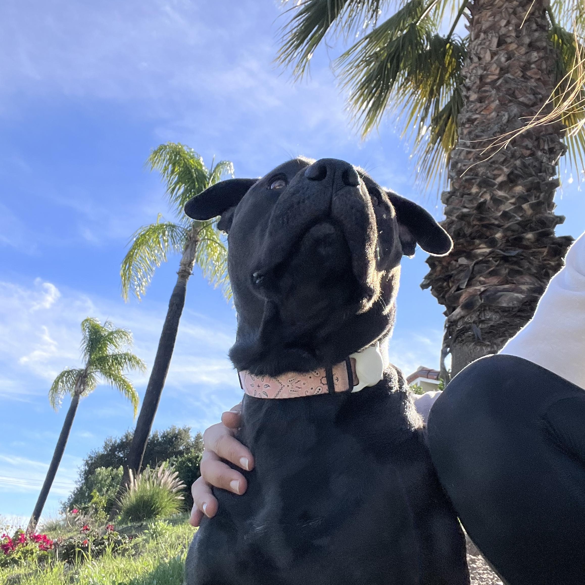 Enlarge Annie, a ADOPTABLE mixed breed in Valley Village, CA image 4/6