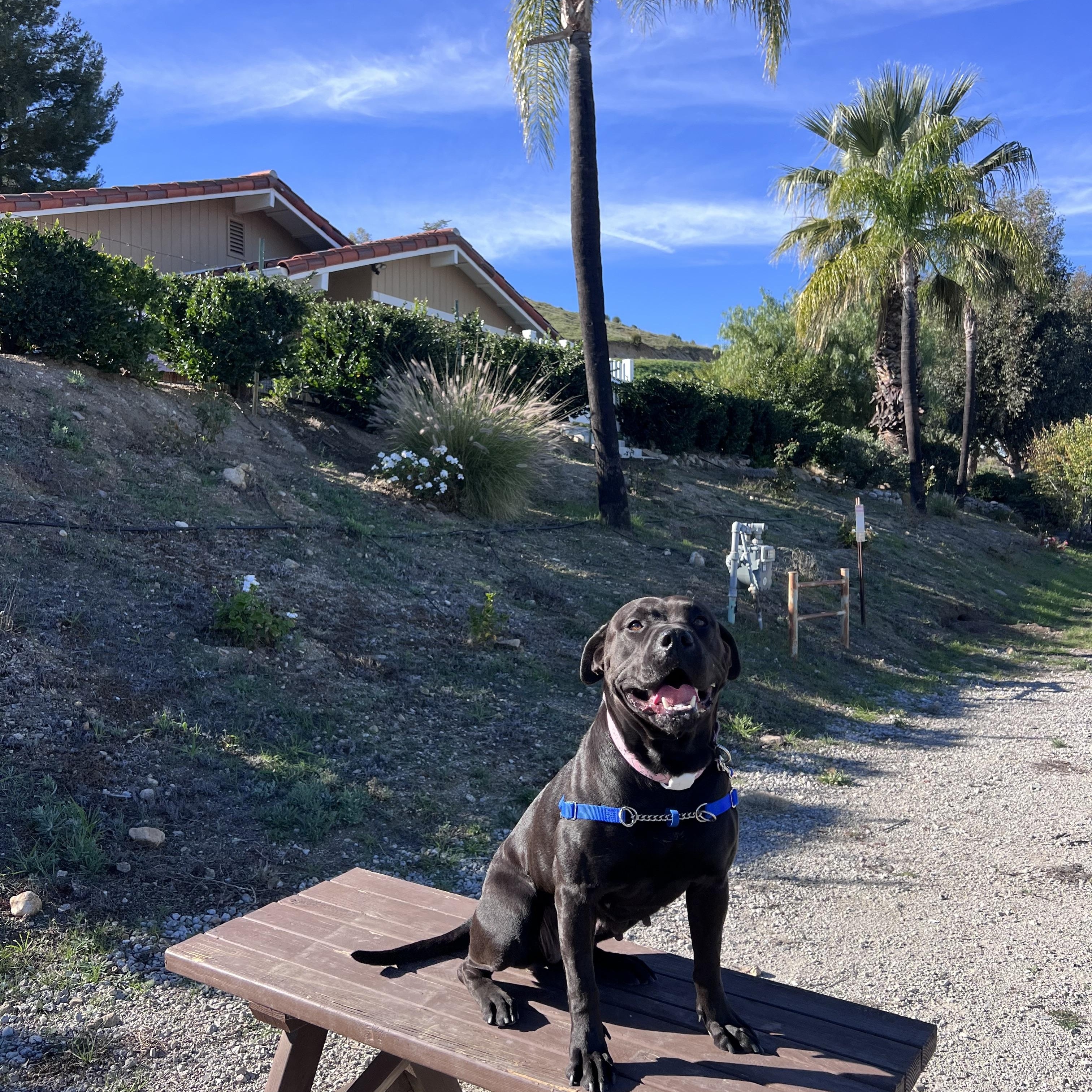 Enlarge Annie, a ADOPTABLE mixed breed in Valley Village, CA image 5/6