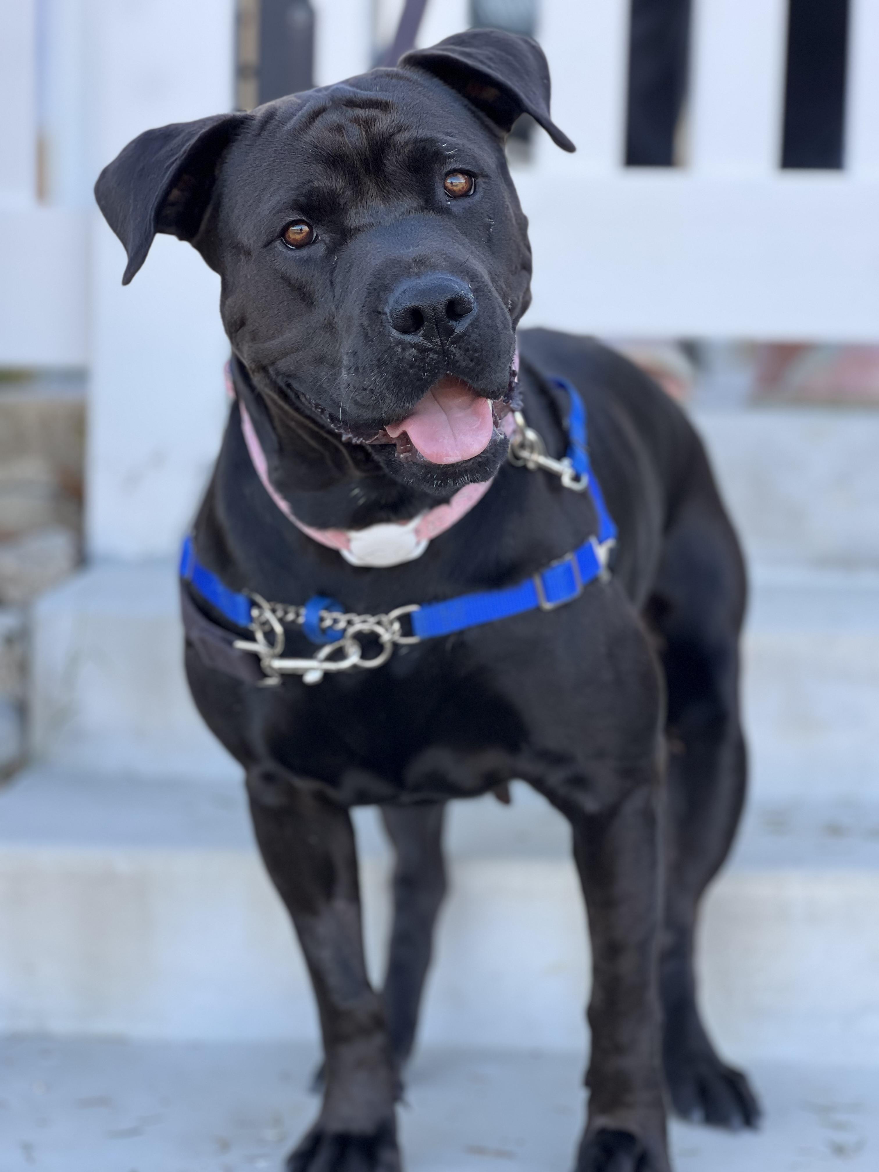 Enlarge Annie, a ADOPTABLE mixed breed in Valley Village, CA image 2/6