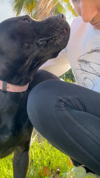 Enlarge Annie, a ADOPTABLE mixed breed in Valley Village, CA video 3/6