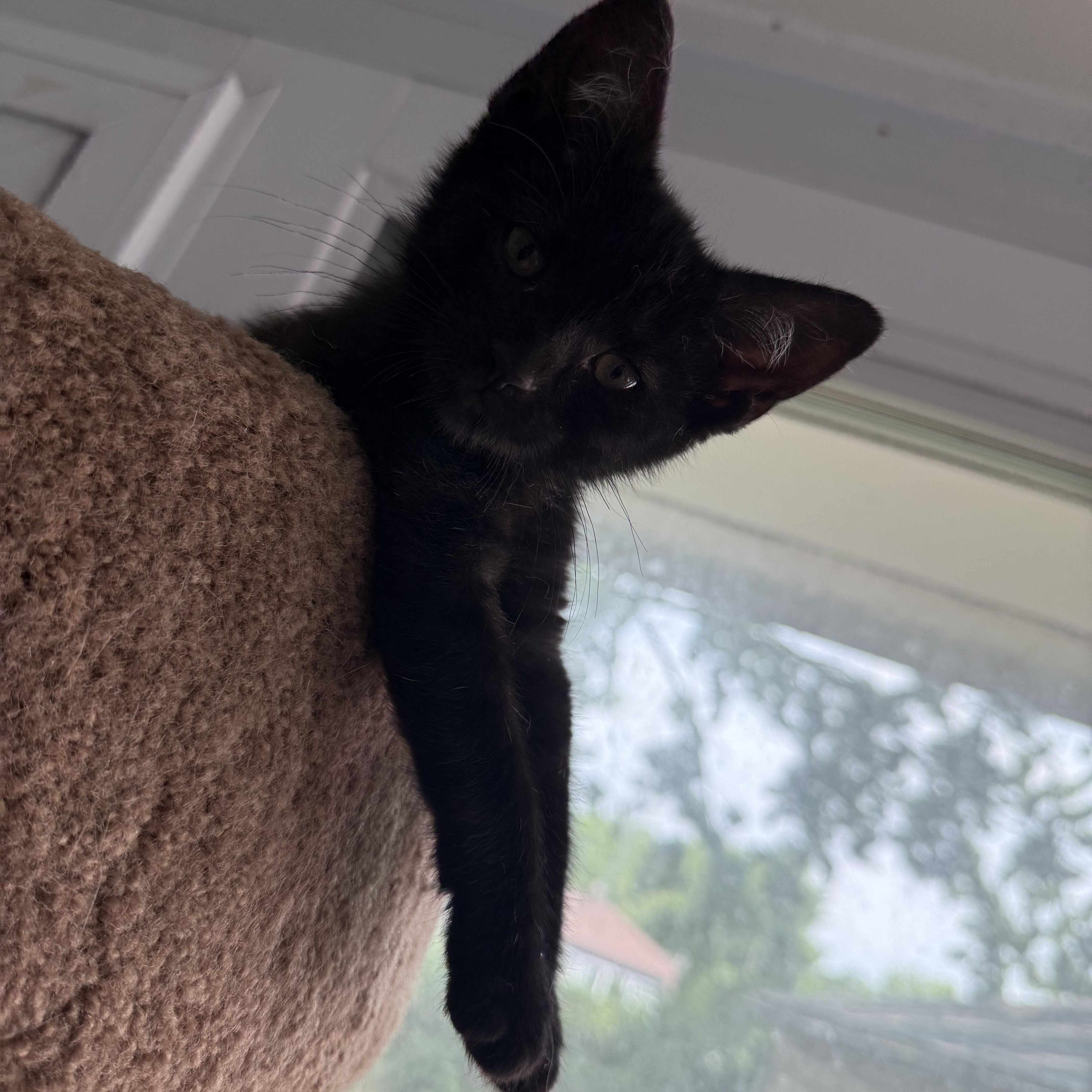 Enlarge Dolly, an adopted Domestic Short Hair in Grand Haven, MI image 2/5