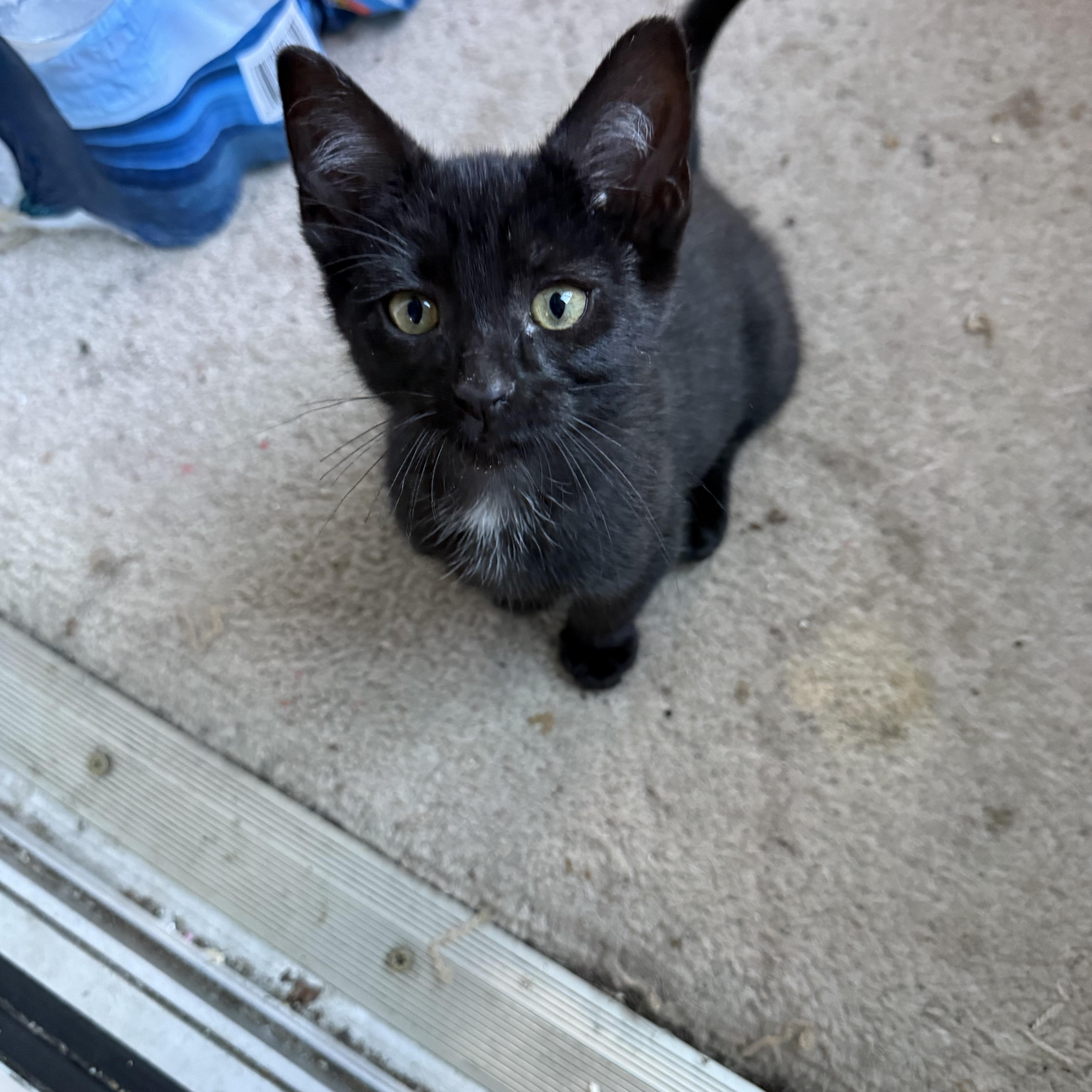 Enlarge Dolly, an adopted Domestic Short Hair in Grand Haven, MI image 5/5