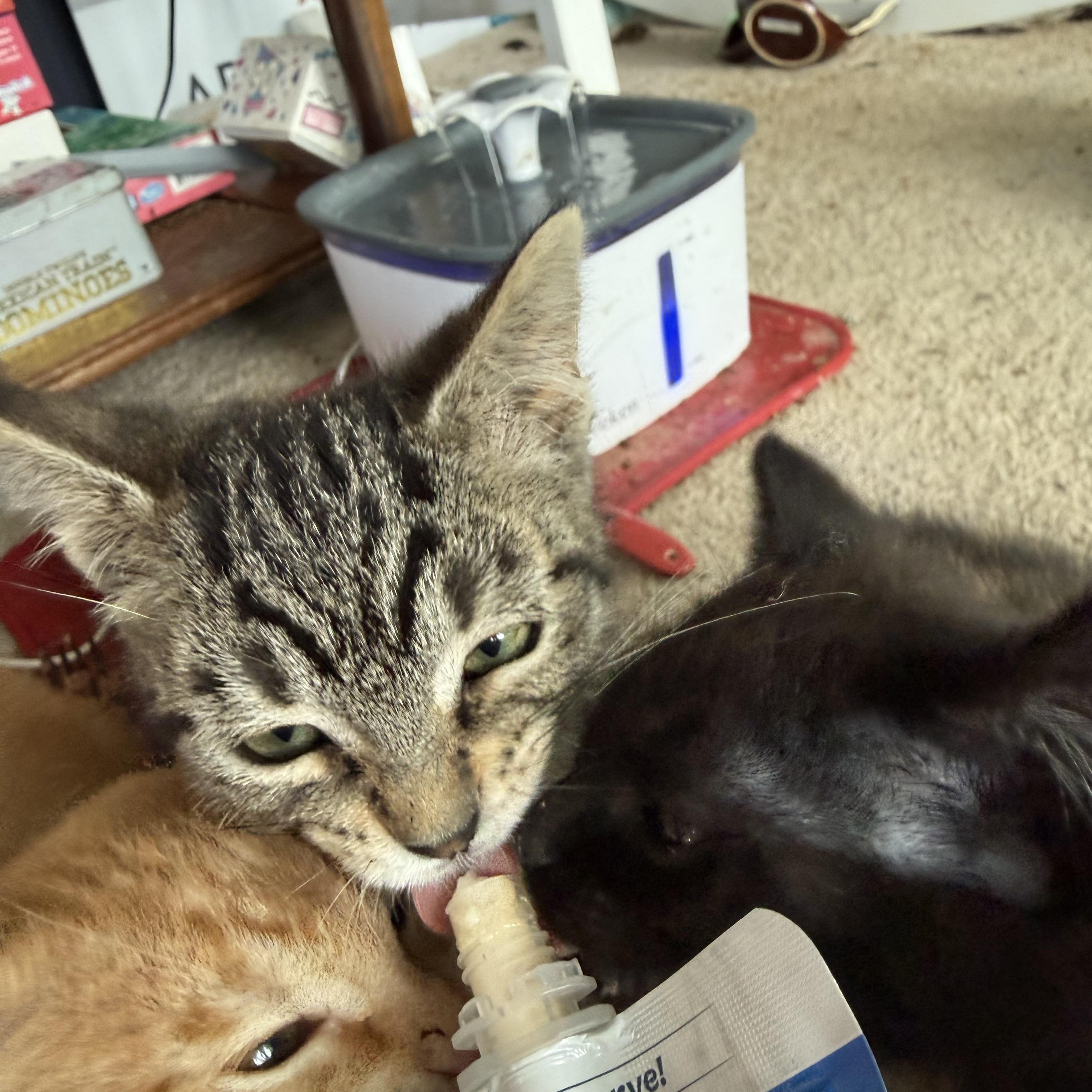 Enlarge Dolly, an adopted Domestic Short Hair in Grand Haven, MI image 3/5