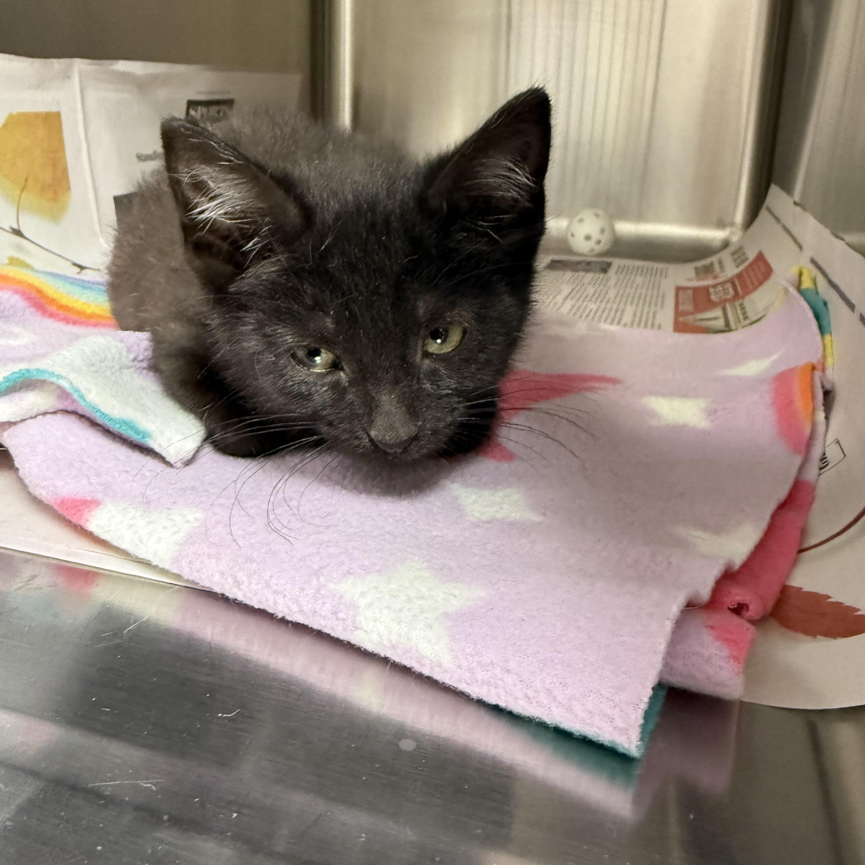 Enlarge Dolly, an adopted Domestic Short Hair in Grand Haven, MI image 4/5