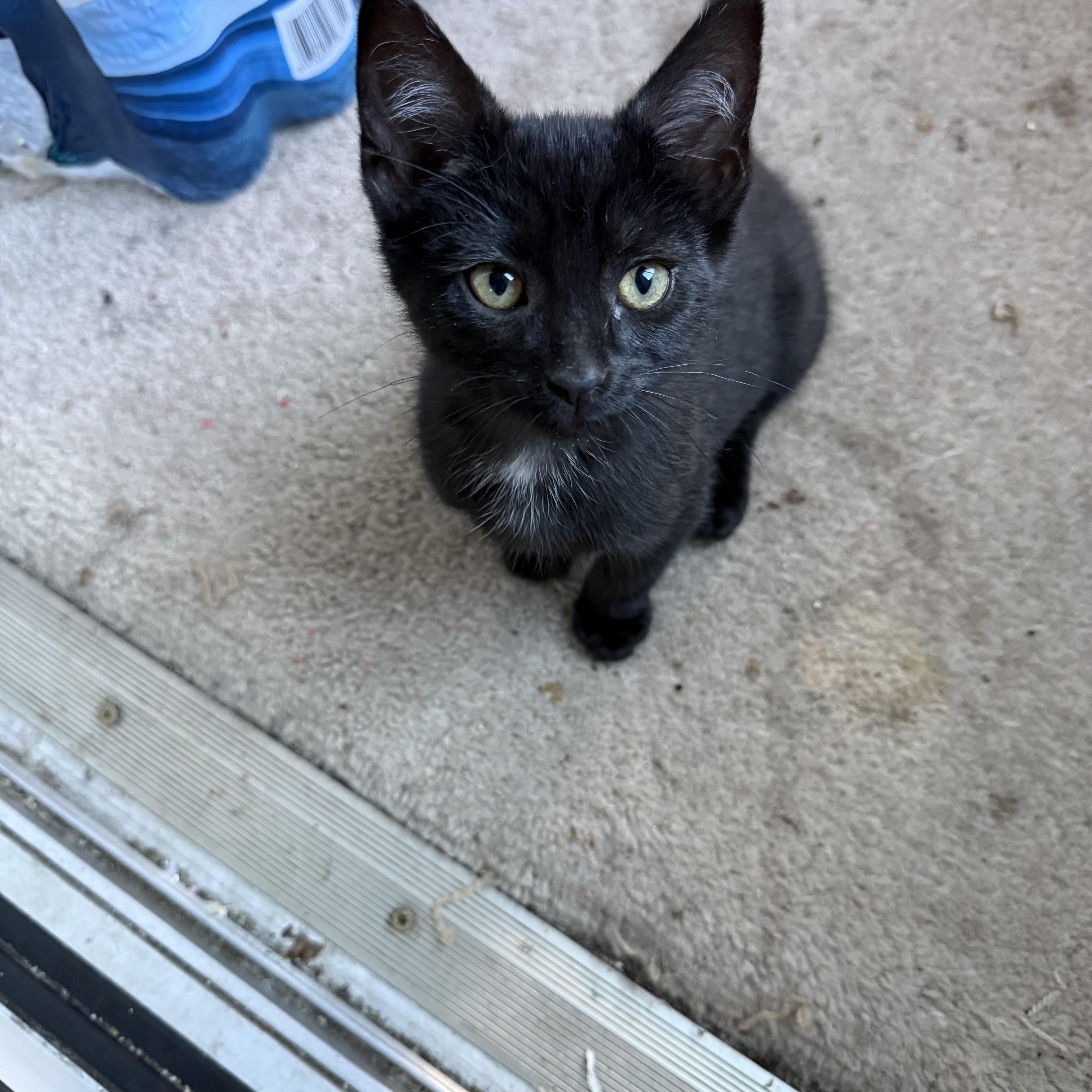 Enlarge Dolly, an adopted Domestic Short Hair in Grand Haven, MI image 1/5