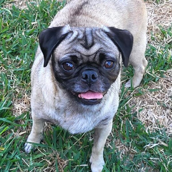 Priya, Adoptable, Young Female Pug.