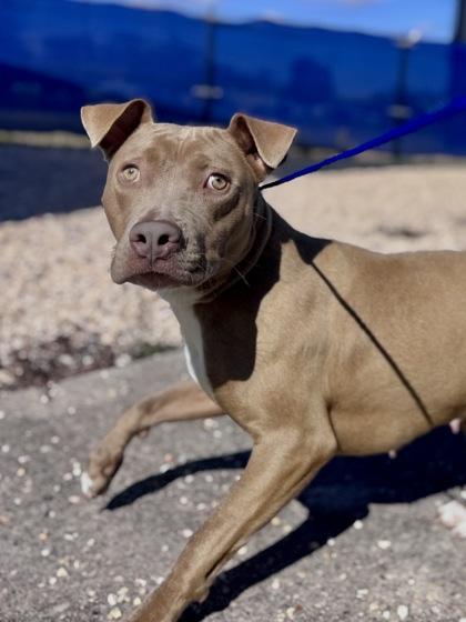 Lecy, Adoptable, Adult Female Pit Bull Terrier & Mixed Breed.