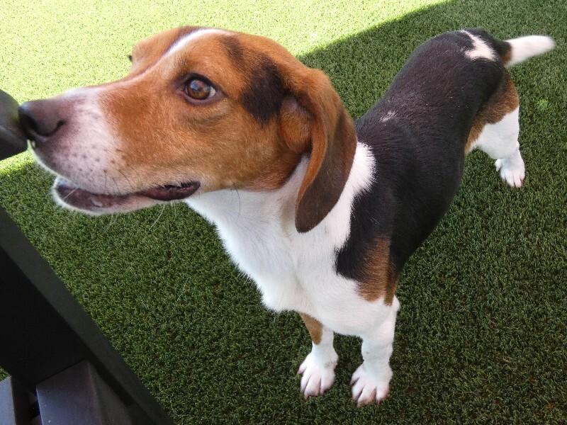 Enlarge Ace, a Adoptable Beagle in bellefontaine, OH image 2/6