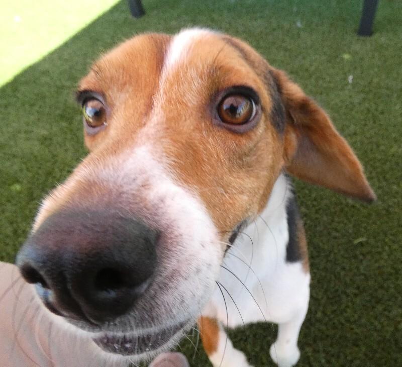 Enlarge Ace, a Adoptable Beagle in bellefontaine, OH image 3/6