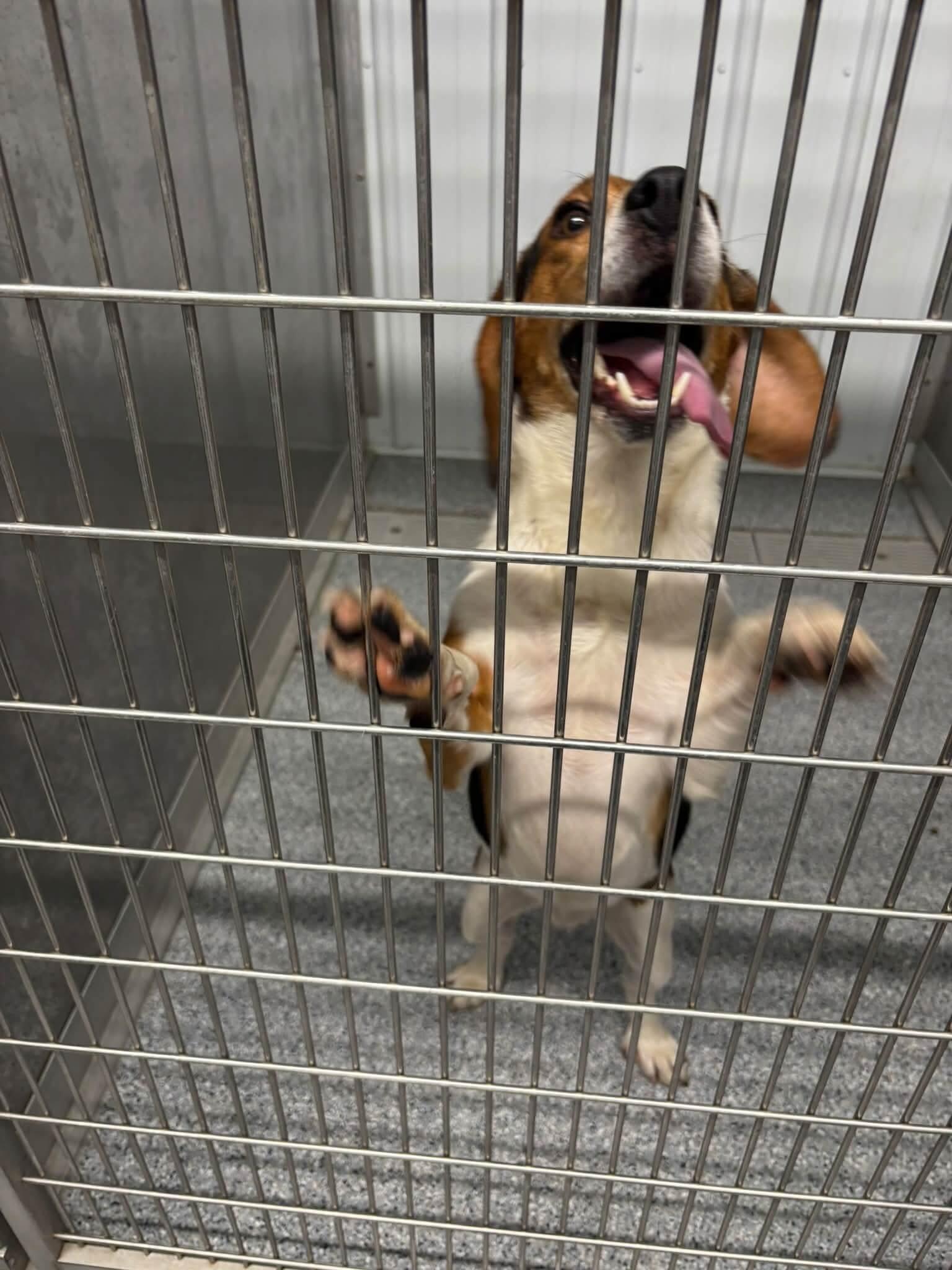 Enlarge Ace, a Adoptable Beagle in bellefontaine, OH image 4/6