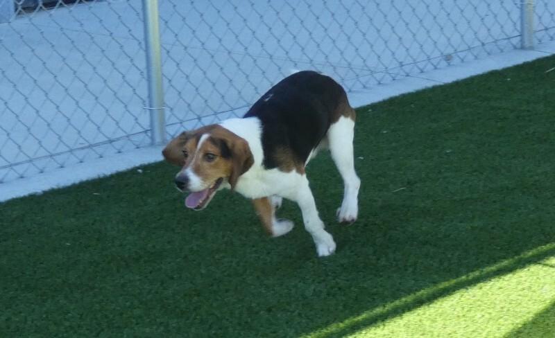 Enlarge Ace, a Adoptable Beagle in bellefontaine, OH image 5/6