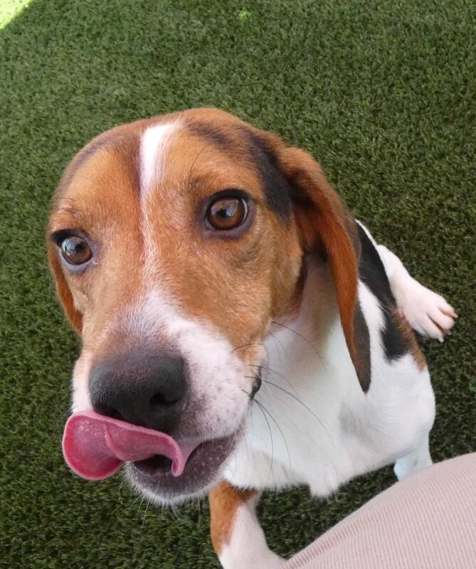 Enlarge Ace, a Adoptable Beagle in bellefontaine, OH image 6/6