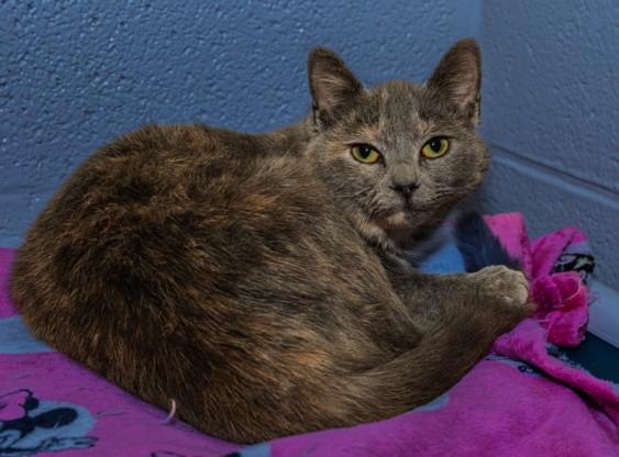 Enlarge SILK, a Adoptable mixed breed in Cookeville, TN image 1/1