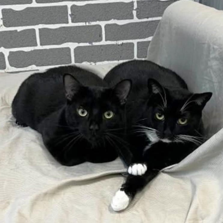 Parker & Cooper @ Fat Cat Cafe