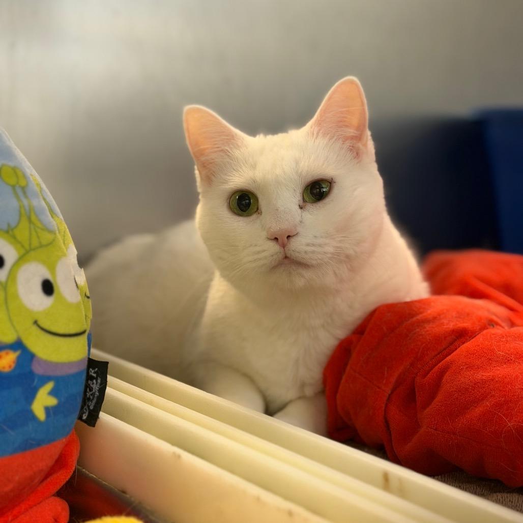Enlarge Estrella, a Adoptable Domestic Short Hair in Portage, MI image 1/1