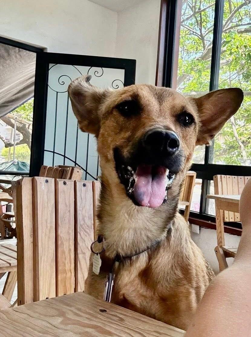 Bruno, a Adoptable mixed breed in Calgary, AB image 1/5