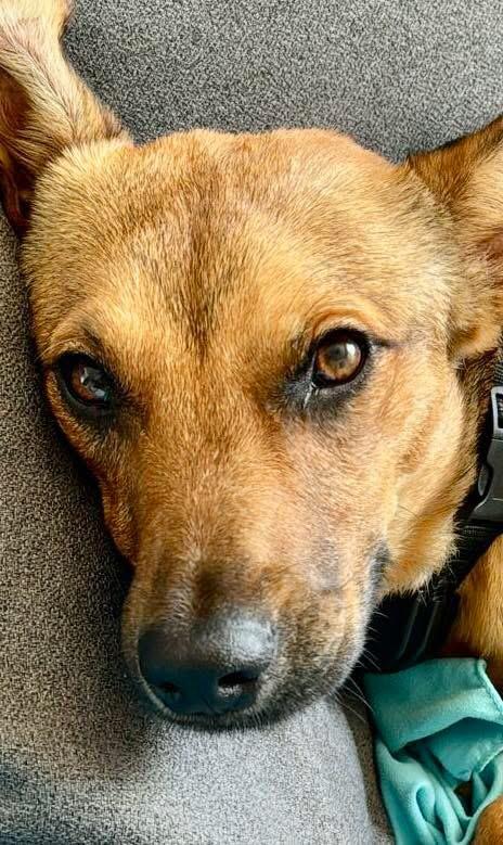 Bruno, a Adoptable mixed breed in Calgary, AB image 3/5