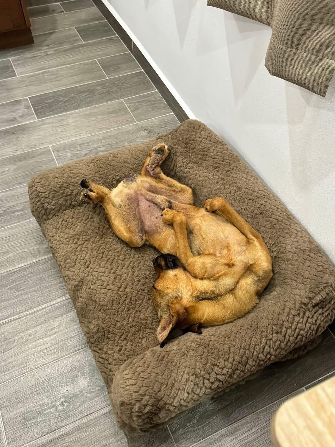 Bruno, a Adoptable mixed breed in Calgary, AB image 4/5