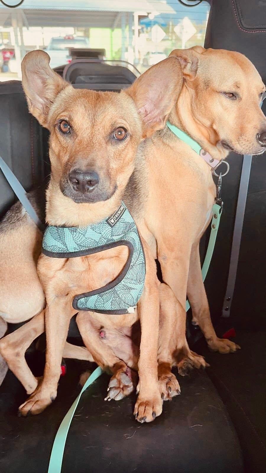 Bruno, a Adoptable mixed breed in Calgary, AB image 5/5