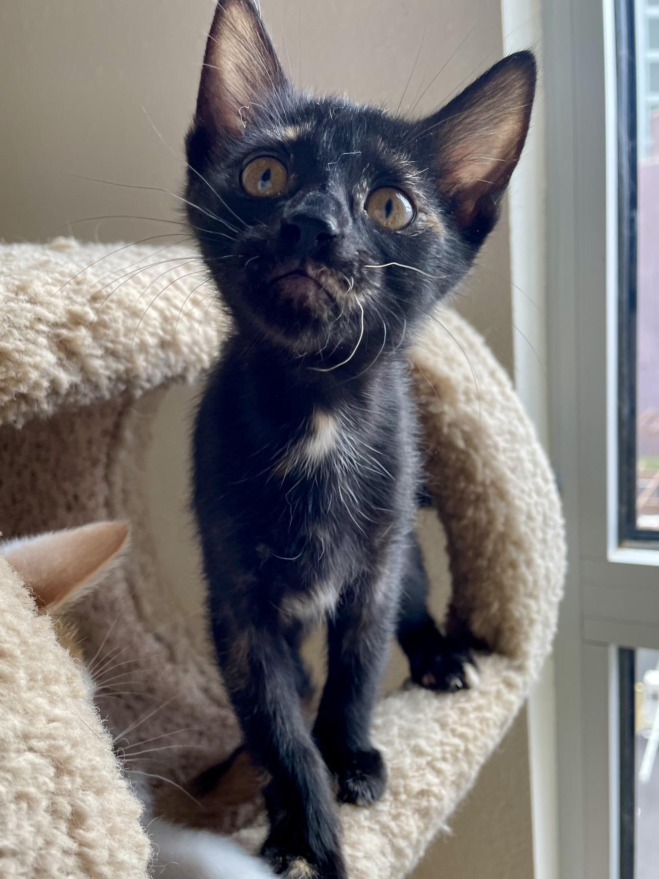Maple, an adopted Tortoiseshell in Honolulu, HI image 2/6