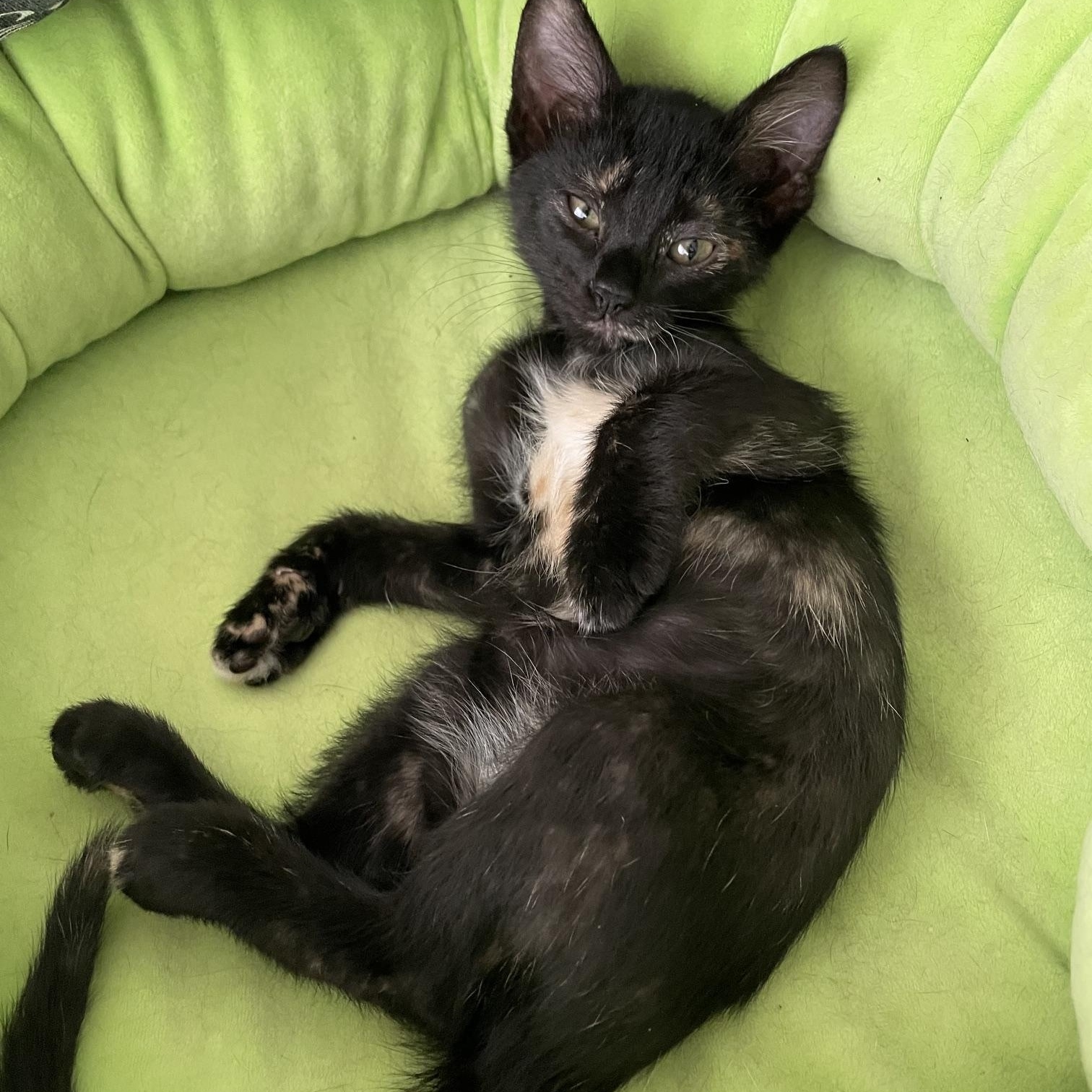 Maple, an adopted Tortoiseshell in Honolulu, HI image 4/6