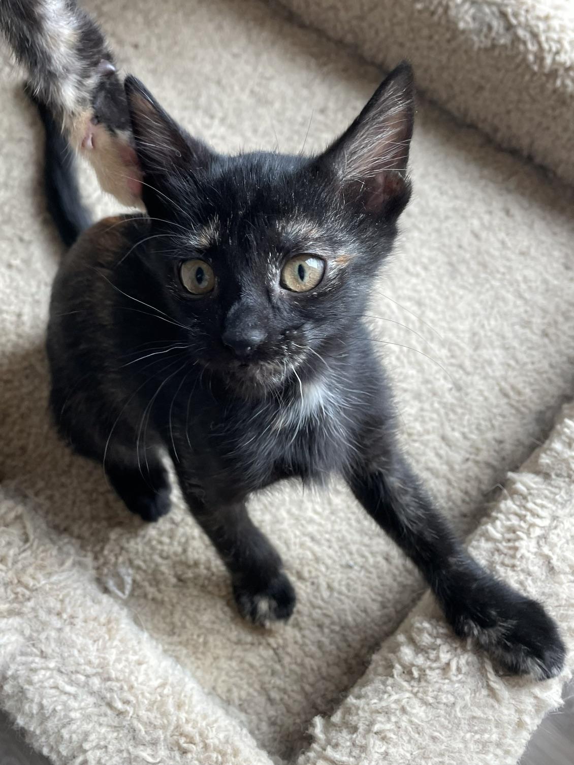 Maple, an adopted Tortoiseshell in Honolulu, HI image 5/6