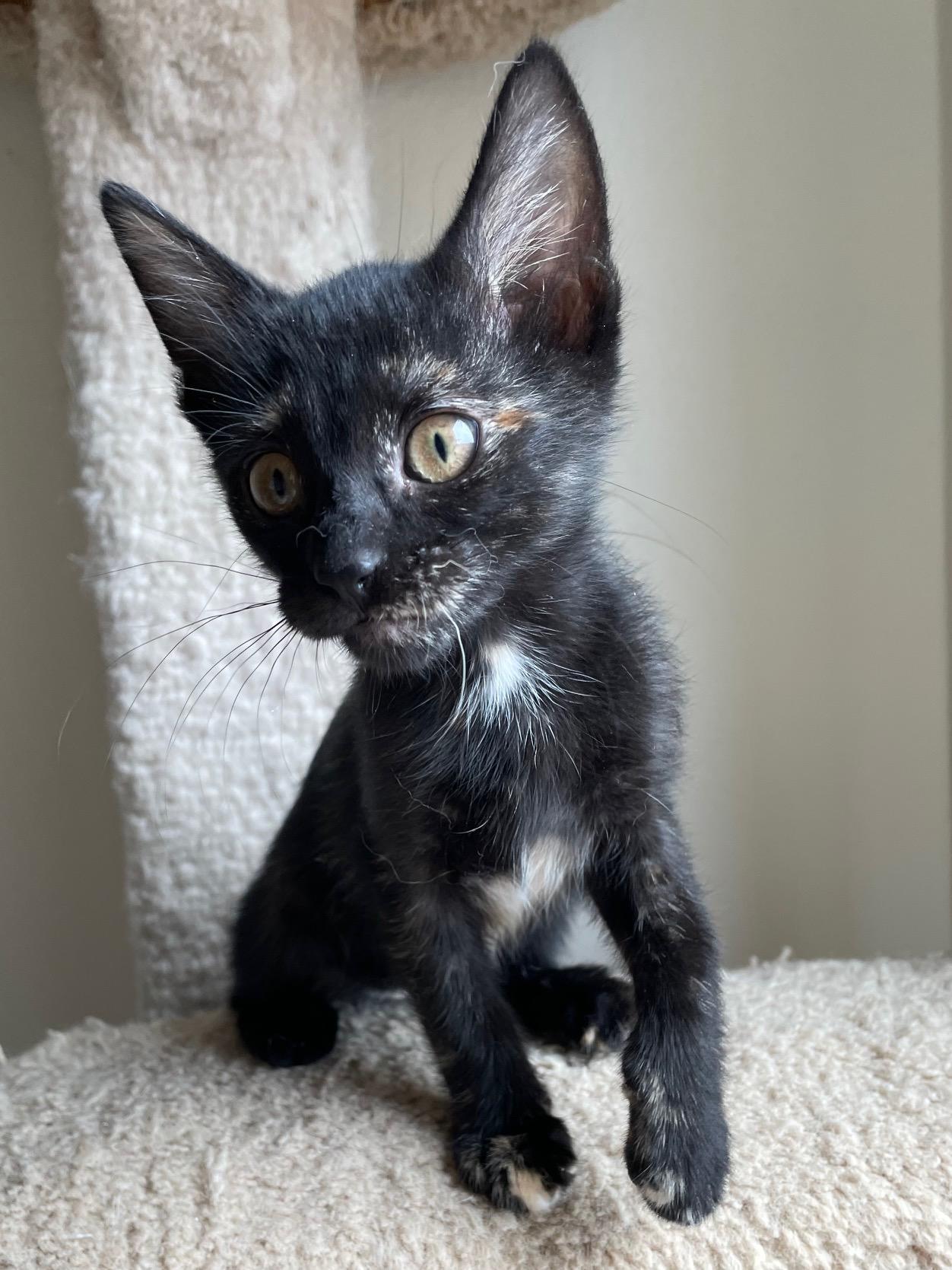 Maple, an adopted Tortoiseshell in Honolulu, HI image 6/6