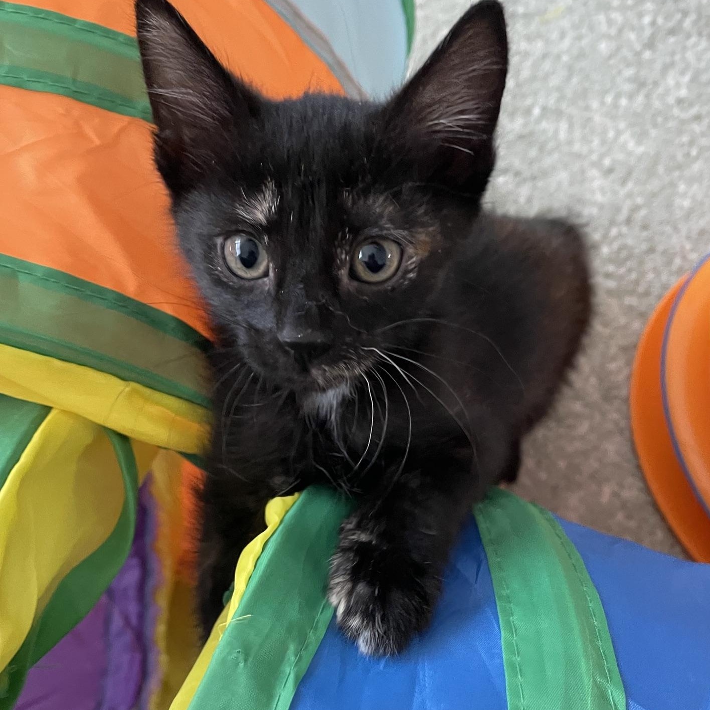Maple, adopted, Kitten Female Tortoiseshell.