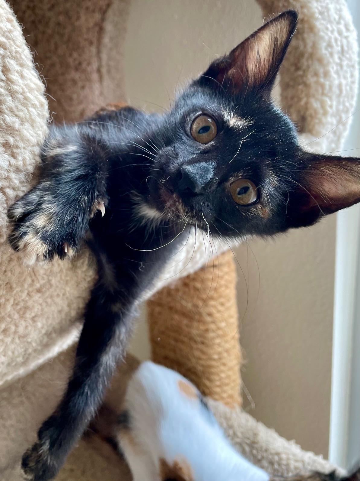 Maple, an adopted Tortoiseshell in Honolulu, HI image 3/6