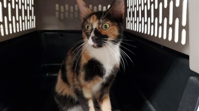 Enlarge TENDERHEART, a Adoptable Domestic Short Hair in Aurora, IL image 1/1