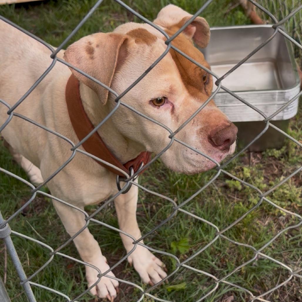 Enlarge Henderson, a Adoptable mixed breed in Franklin, NC image 1/1