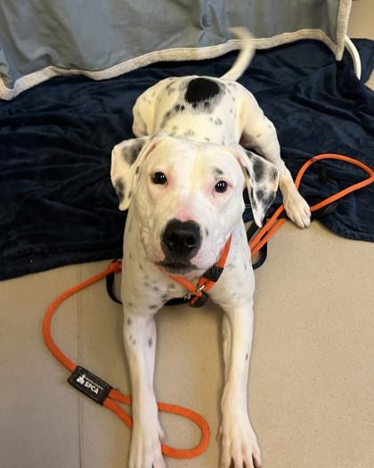 Missy, Adoptable, Young Female Pit Bull Terrier & Mixed Breed.