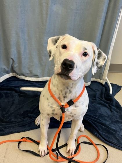 Enlarge Missy, a Adoptable mixed breed in New Hope, PA image 2/3