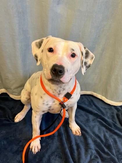 Enlarge Missy, a Adoptable mixed breed in New Hope, PA image 3/3