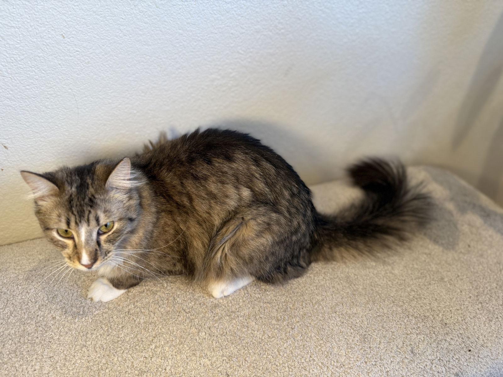 BENJI, a Adoptable Domestic Medium Hair in Walnut Creek, CA image 1/2