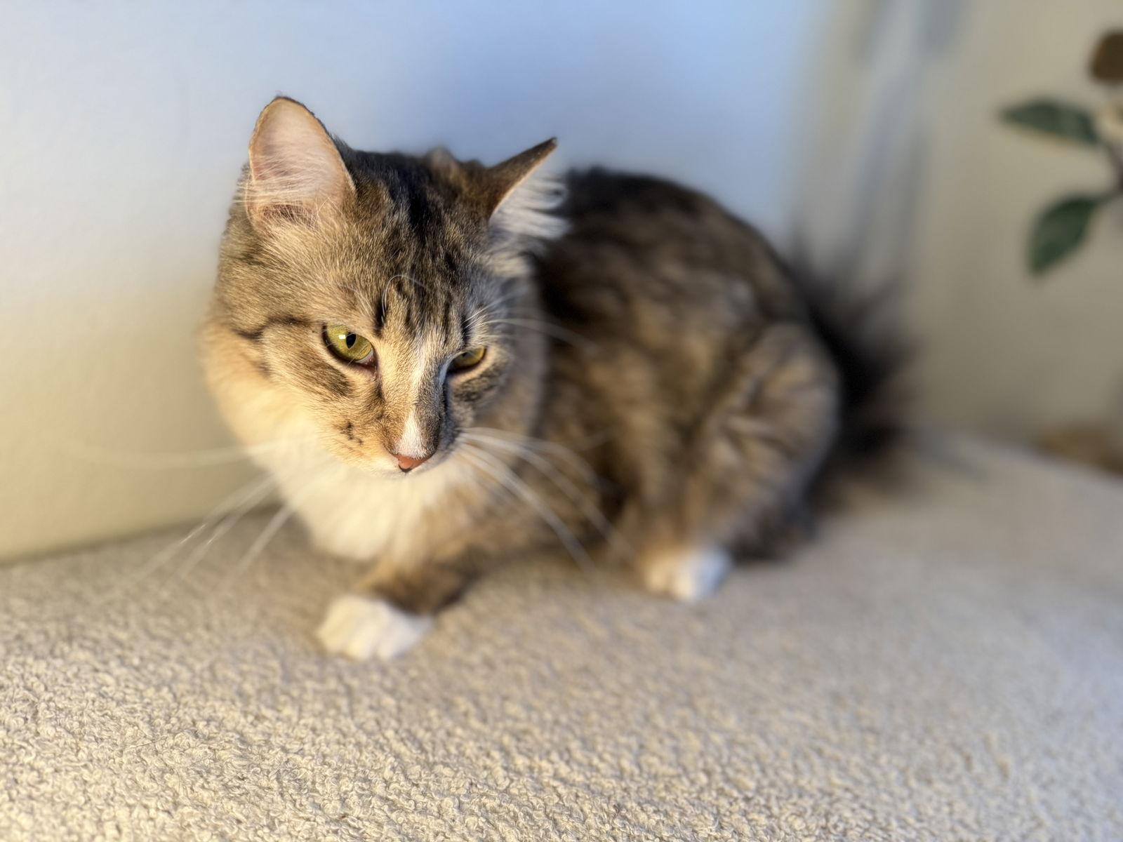 BENJI, a Adoptable Domestic Medium Hair in Walnut Creek, CA image 2/2