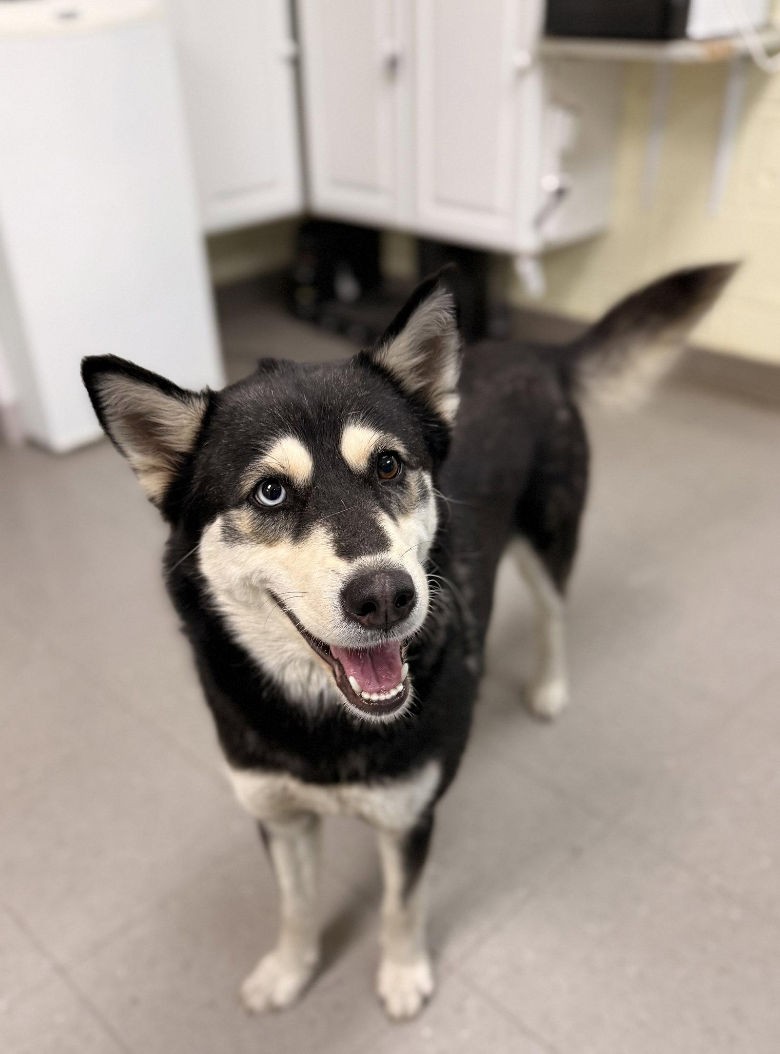Miso, a Adoptable Husky in Sanford, NC image 1/3