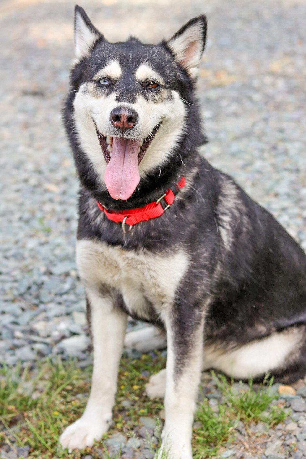 Miso, a Adoptable Husky in Sanford, NC image 2/3