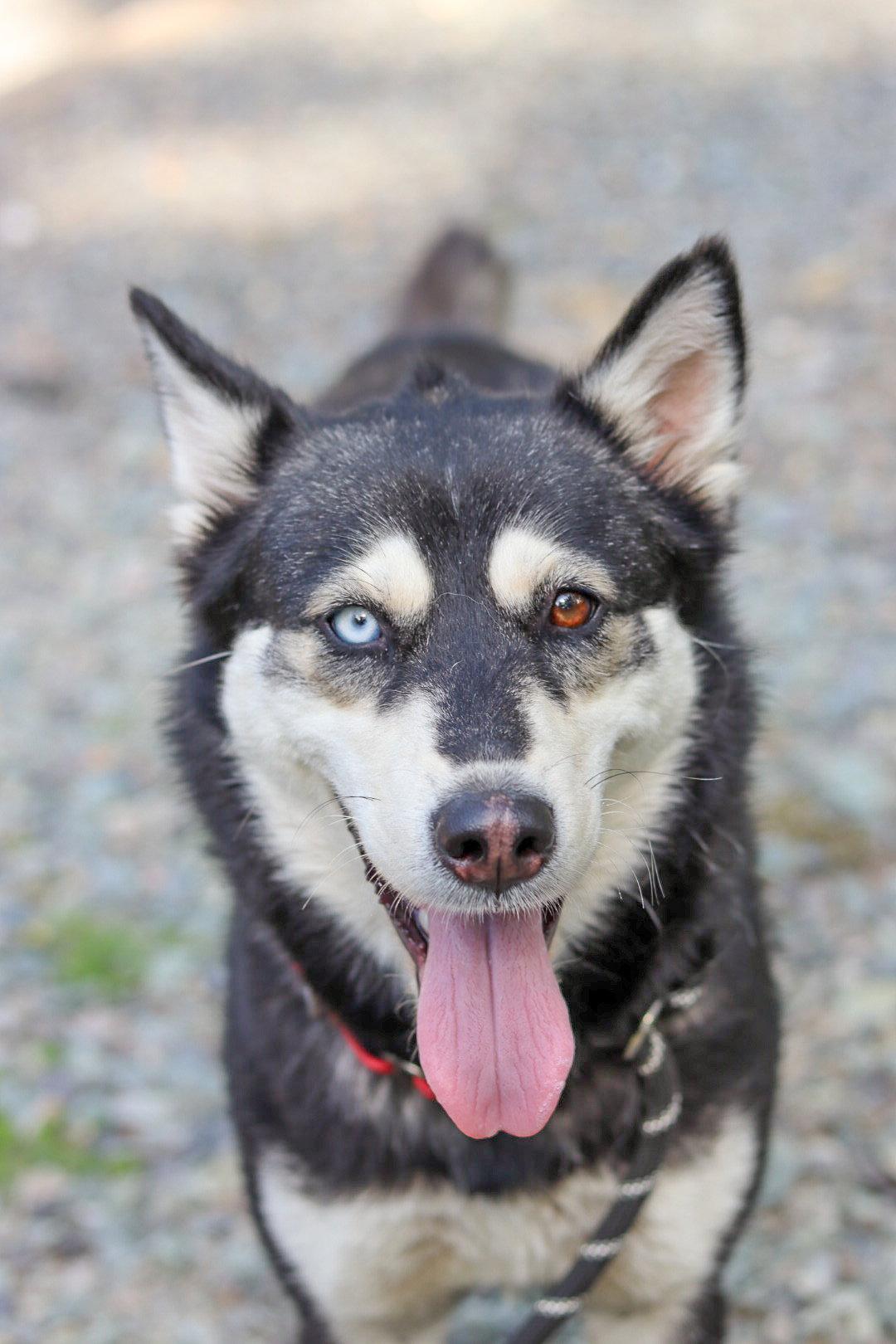 Miso, a Adoptable Husky in Sanford, NC image 3/3
