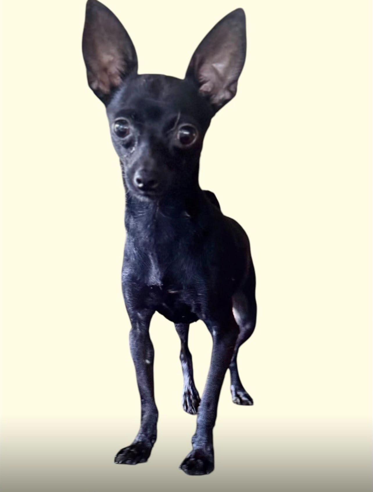 METZLI (IN NY), an adopted mixed breed in New York, NY image 2/2