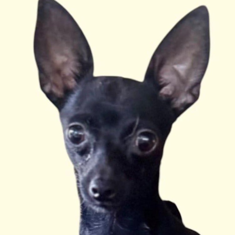 METZLI (IN NY), an adopted mixed breed in New York, NY image 1/2