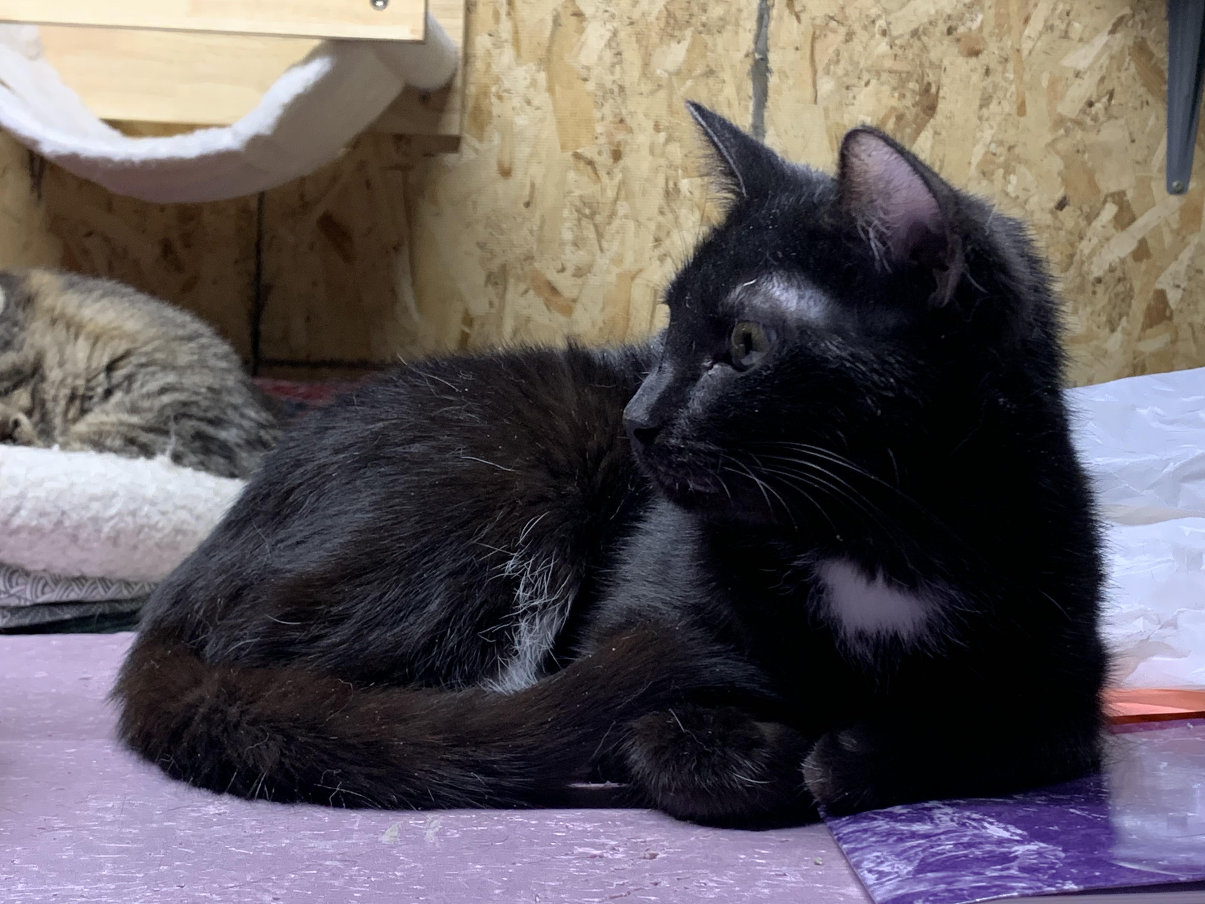 Enlarge Veronica, an adopted Domestic Short Hair in Stockholm, WI image 4/6