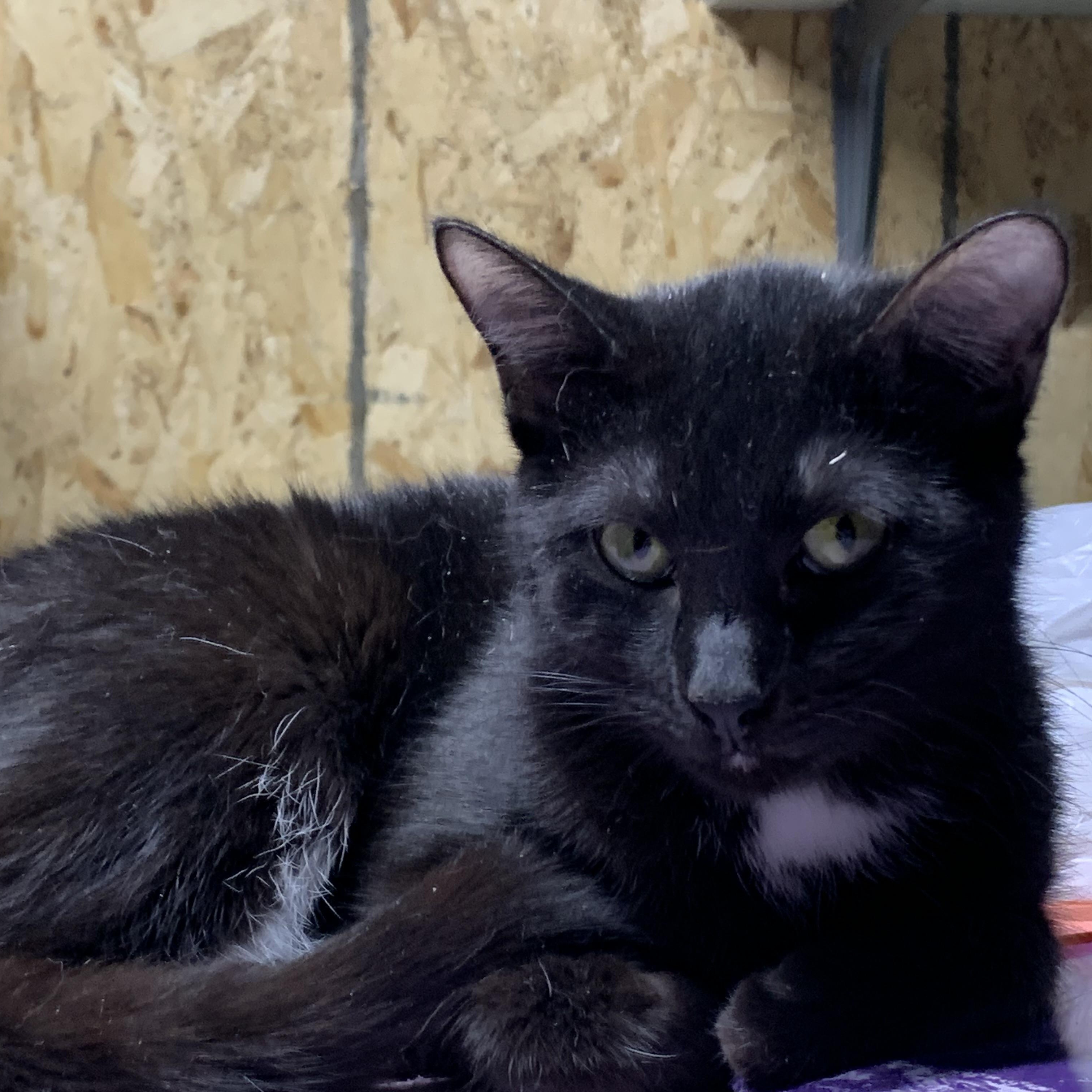 Enlarge Veronica, an adopted Domestic Short Hair in Stockholm, WI image 6/6