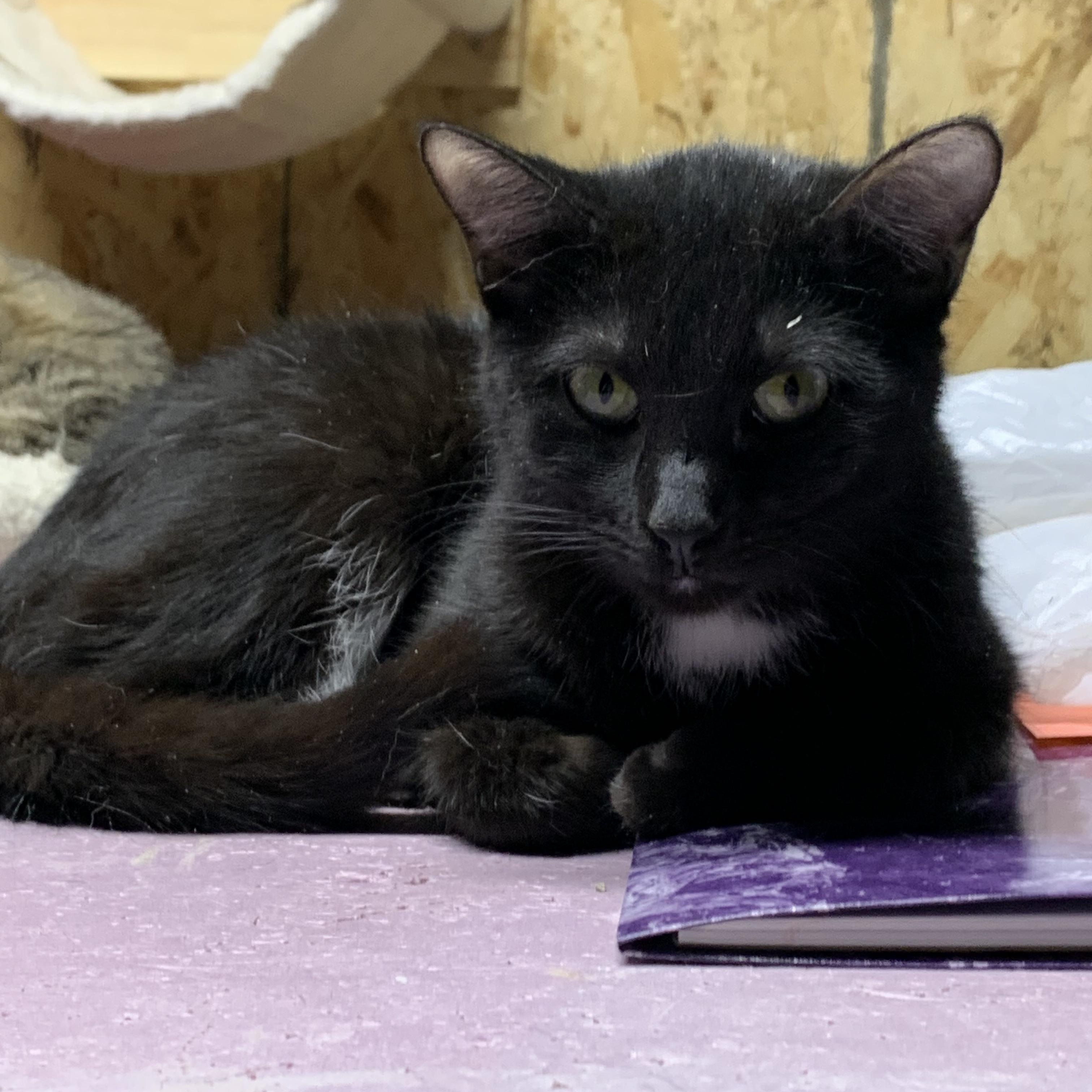 Enlarge Veronica, an adopted Domestic Short Hair in Stockholm, WI image 3/6