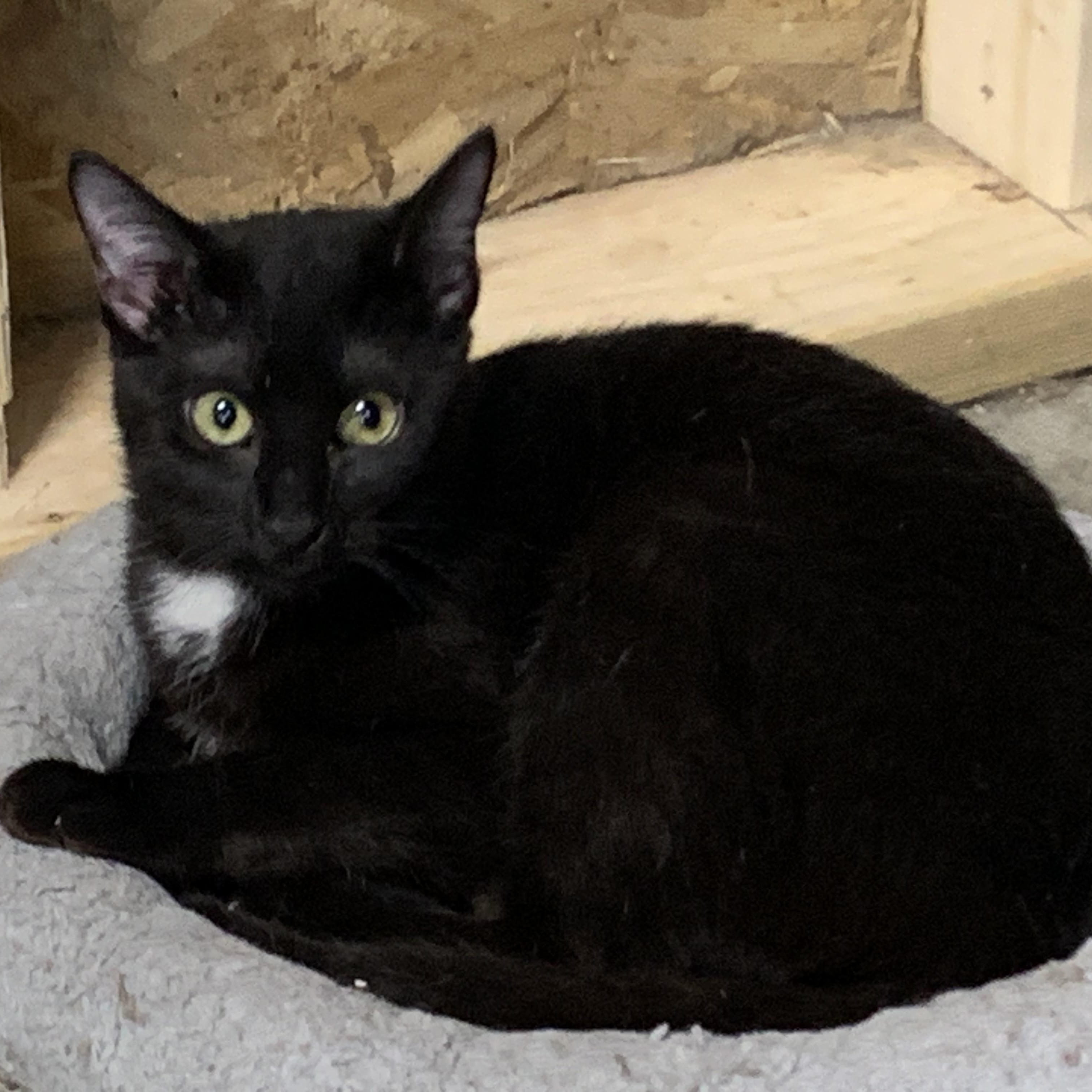 Enlarge Veronica, an adopted Domestic Short Hair in Stockholm, WI image 2/6