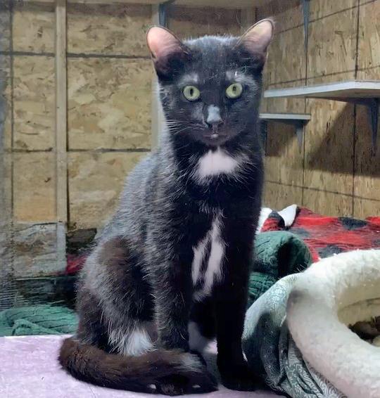 Veronica, adopted, Young Female Domestic Short Hair.