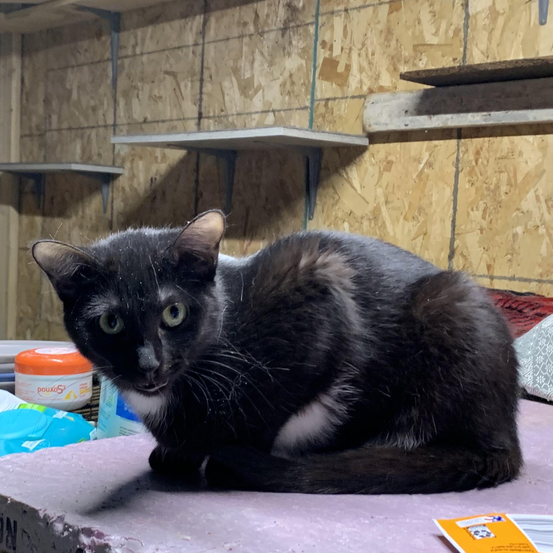 Enlarge Veronica, an adopted Domestic Short Hair in Stockholm, WI image 5/6