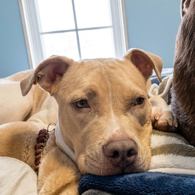 Athena, Adoptable, Young Female Pit Bull Terrier.