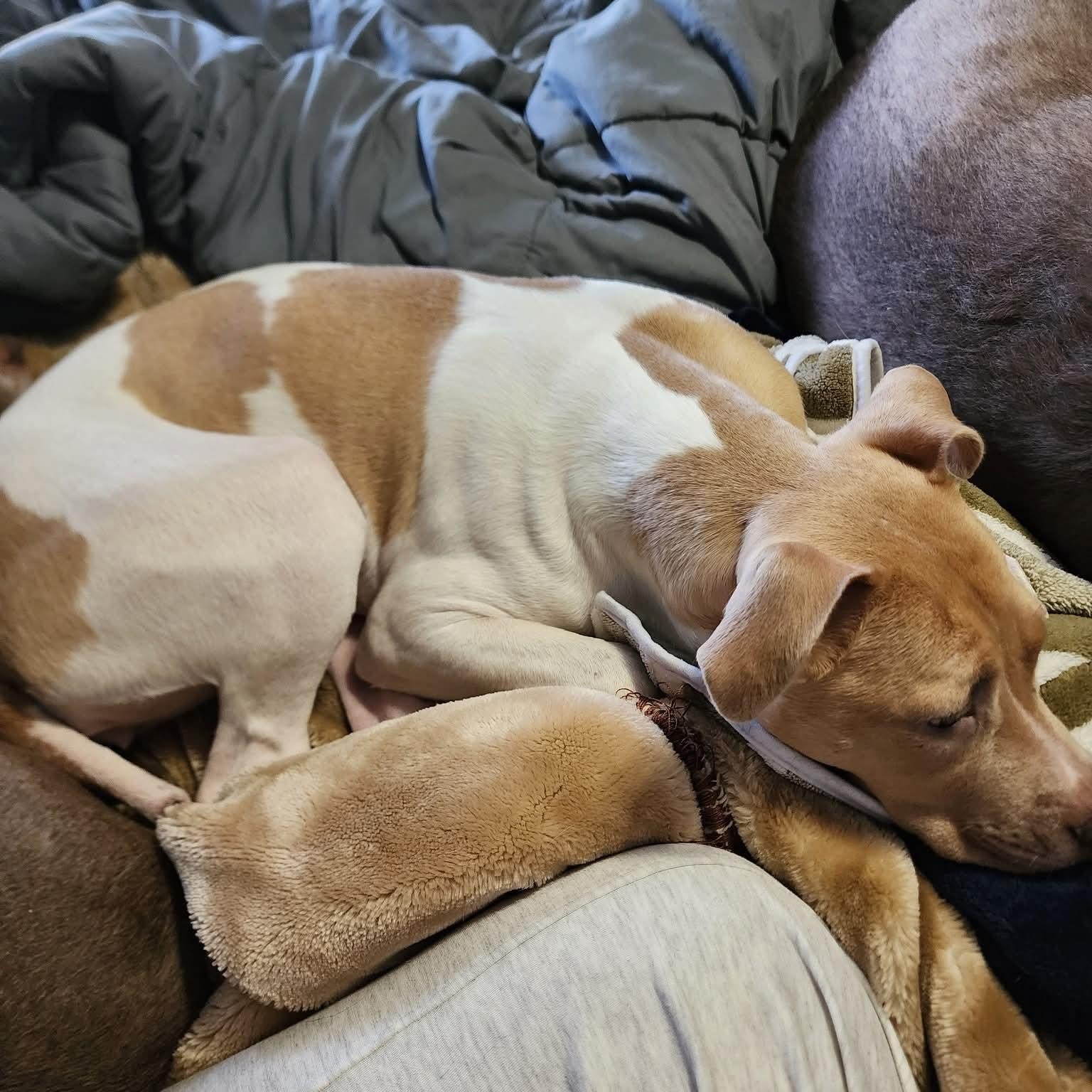 Enlarge Athena, a Adoptable mixed breed in Kentwood, MI image 2/3