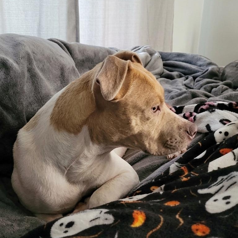 Enlarge Athena, a Adoptable mixed breed in Kentwood, MI image 3/3